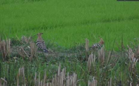 পাখি