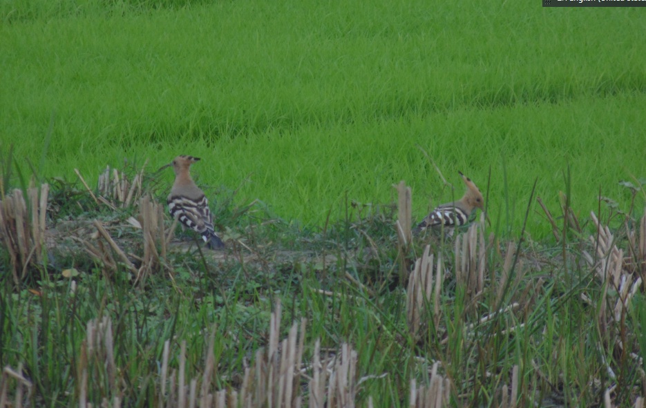 পাখি