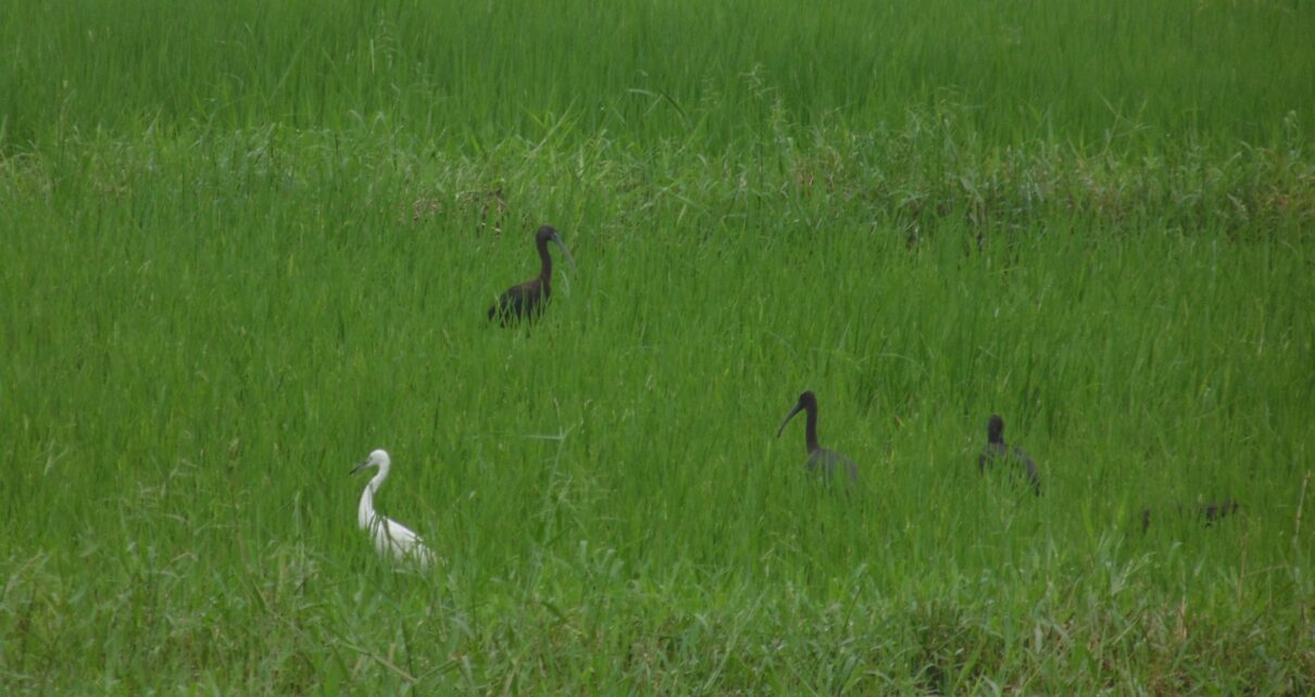 খয়রা কাস্তেচরা