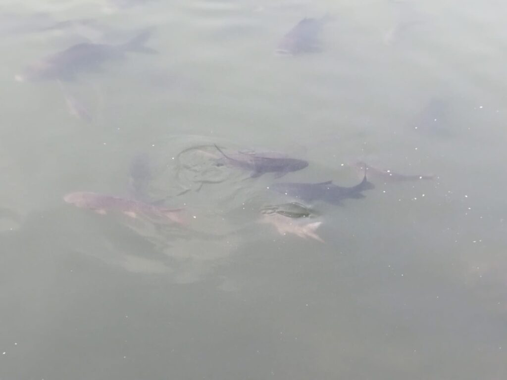 সোনারুন্দি