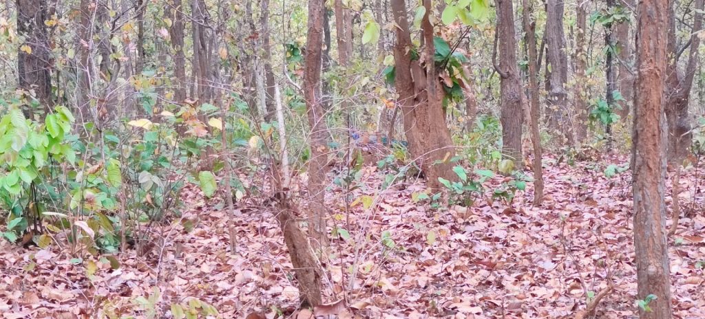 কাঁকড়াঝোর, বেলপাহাড়ি, ঝাড়গ্রাম।