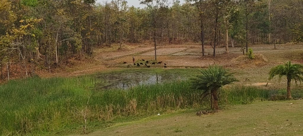 খাঁদারানি, ঝাড়গ্রাম।