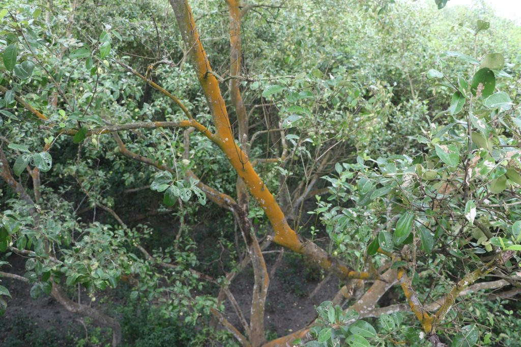 মিনি সুন্দরবন