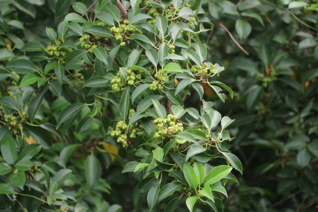 মিনি সুন্দরবন, টাকি