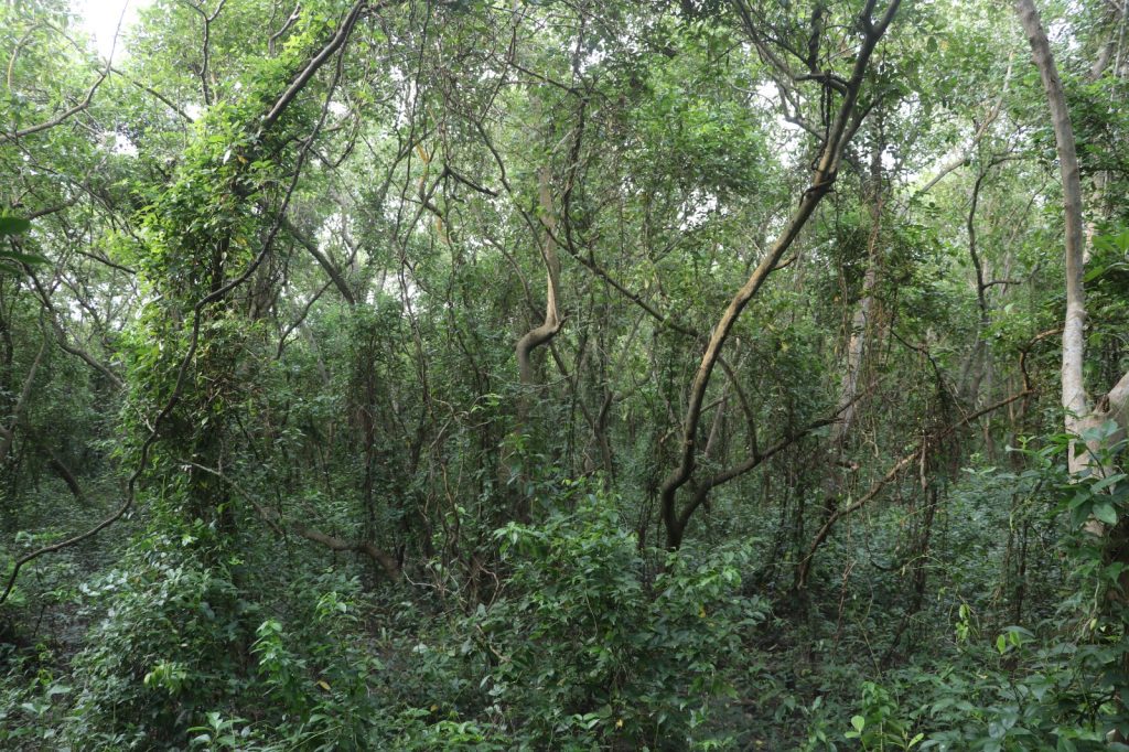 মিনি সুন্দরবন। টাকি।