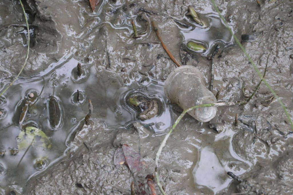 মিনি সুন্দরবন
