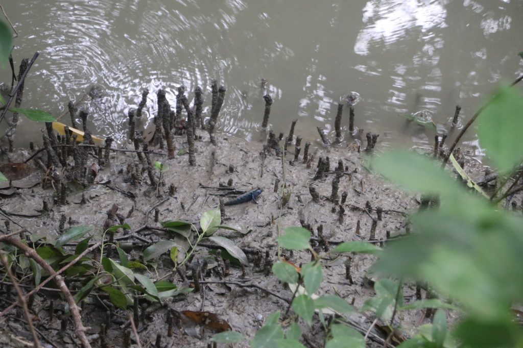 মিনি সুন্দরবন