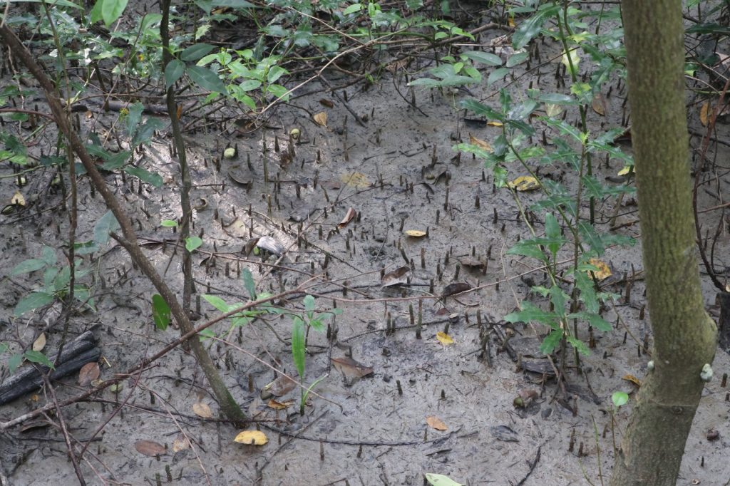 মিনি সুন্দরবন, টাকি