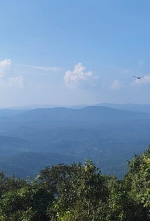 সারান্ডার জঙ্গল।